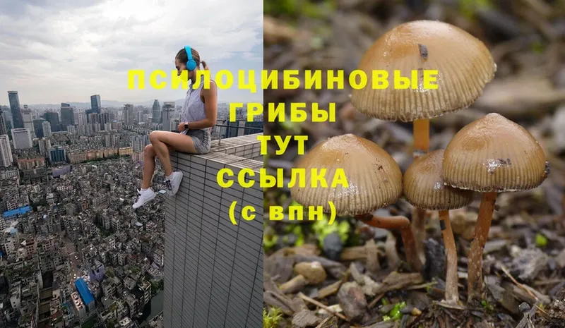 Псилоцибиновые грибы Psilocybe  MEGA ONION  Муравленко 